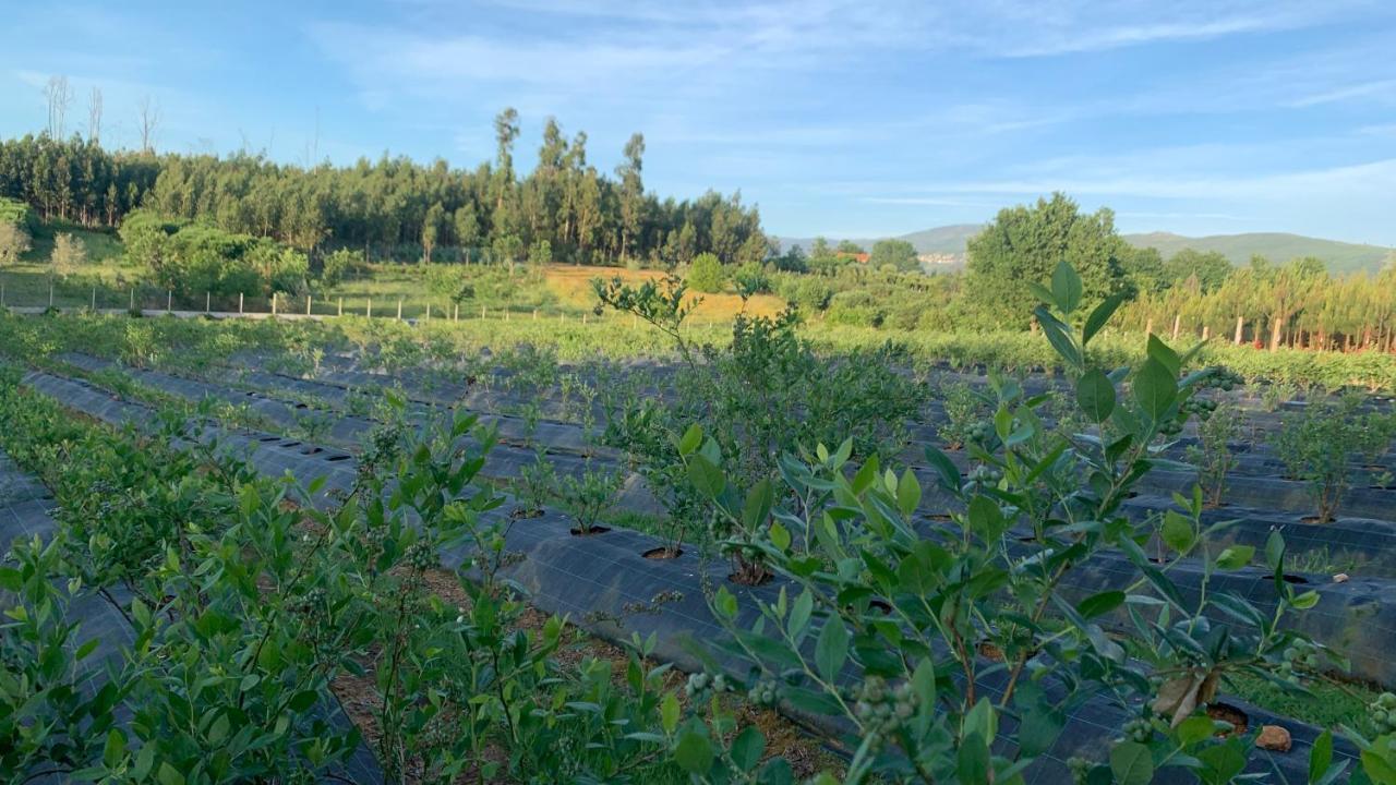 세이아 Quinta Vale Salgueiro 아파트 외부 사진